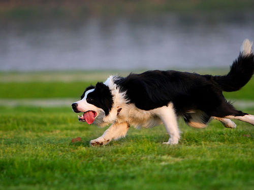 瑞士伯恩山犬