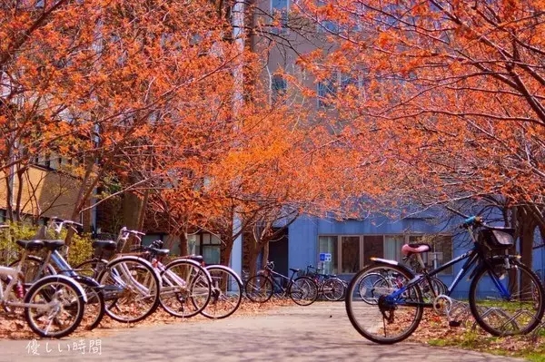 日本留学,日本读研